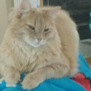 Meet your Posher, Samantha