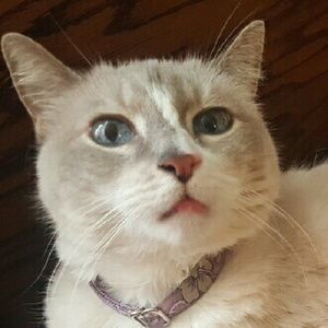 Meet your Posher, Veronica