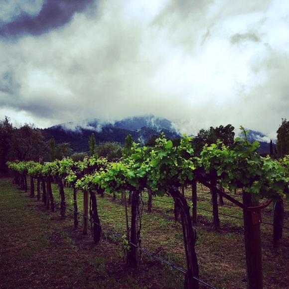 Meet your Posher, Lisa - Picture 5 of 7