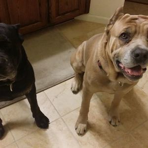 Meet your Posher, Jenny