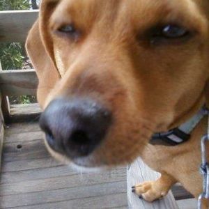 Meet your Posher, Joy