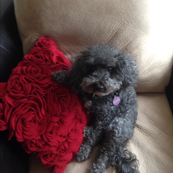 Meet your Posher, Lindsey - Picture 2 of 2