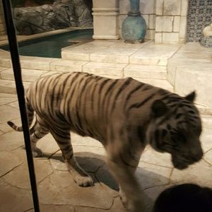 Meet your Posher, Eva