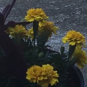 Meet your Posher, Lily