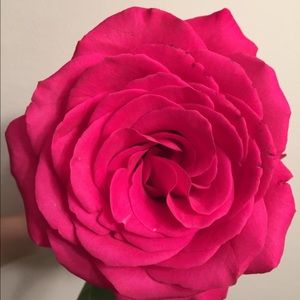 Meet your Posher, Noelle