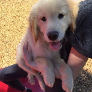 Bundle for Destiny! ✨