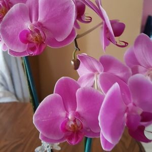 Meet your Posher, Maureen