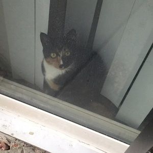 Meet your Posher, Sindhu