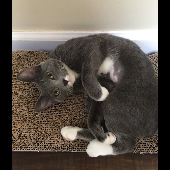 Meet your Posher, Becky - Picture 2 of 4