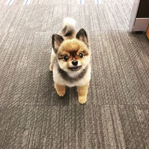 Meet your Posher, Robin