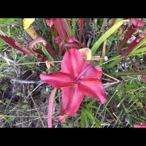 Meet your Posher, Roberta