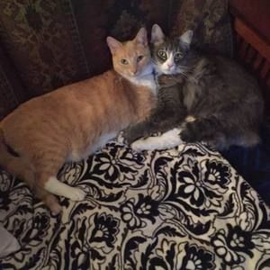 Meet your Posher, Holly