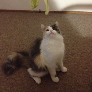 Meet your Posher, Jing wen