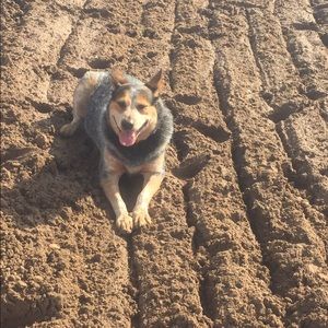 Meet your Posher, Jessie