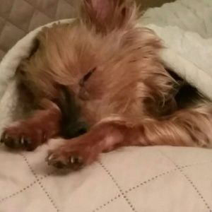 Meet your Posher, Alice