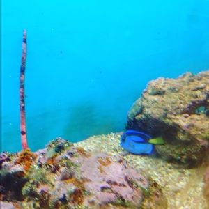 Meet your Posher, Grace