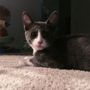 Meet your Posher, Dacie