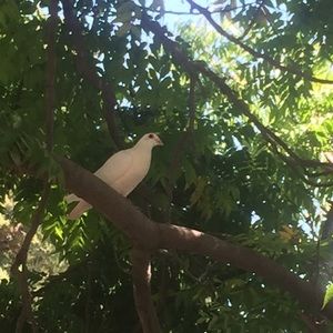 Meet your Posher, Thao