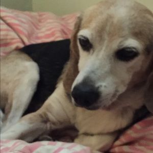 Meet your Posher, Wendy