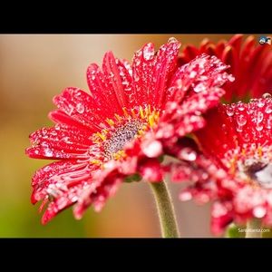 Meet your Posher, Elisa