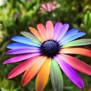 Meet your Posher, Cat