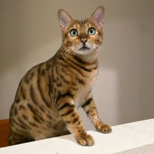 Meet your Posher, Simon