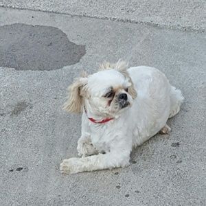 Meet your Posher, Amy