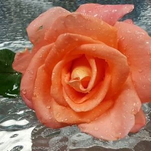 Meet your Posher, Leona