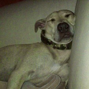 Meet your Posher, Dawn