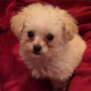 Meet your Posher, Connie