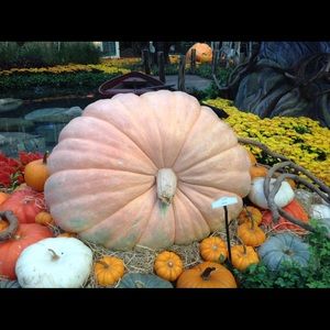 Meet your Posher, Elberta