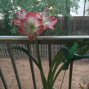 Meet your Posher, Ella