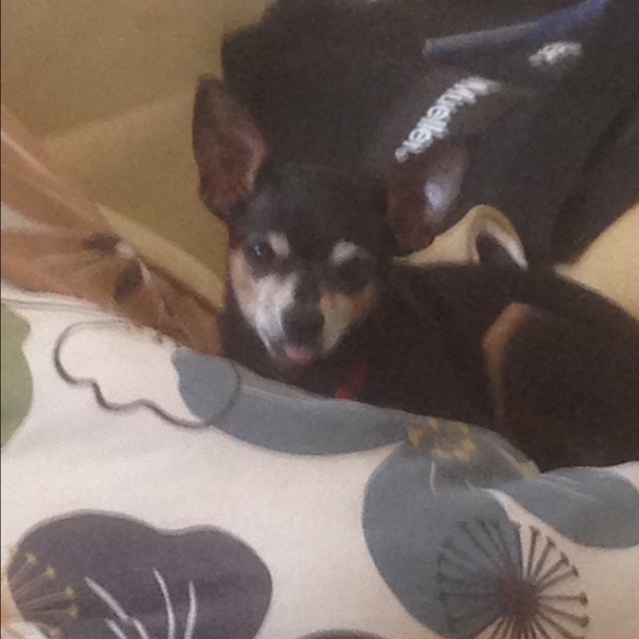 Meet your Posher, Holly