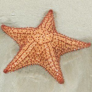 Meet your Posher, Claudine