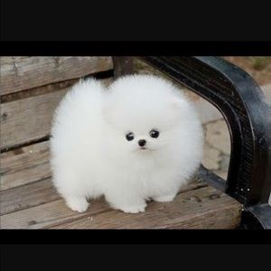 Meet your Posher, Manuel