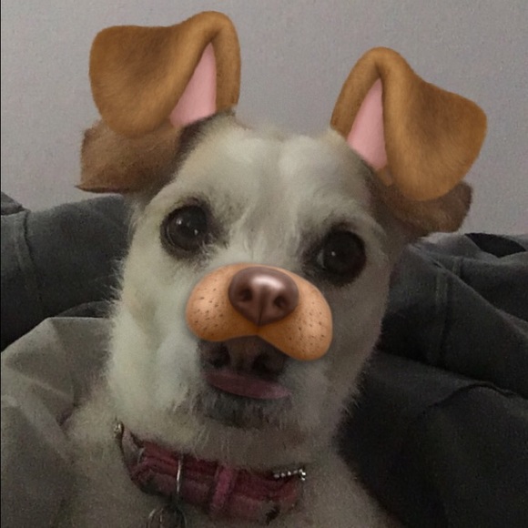 Meet your Posher, Mia - Picture 1 of 1