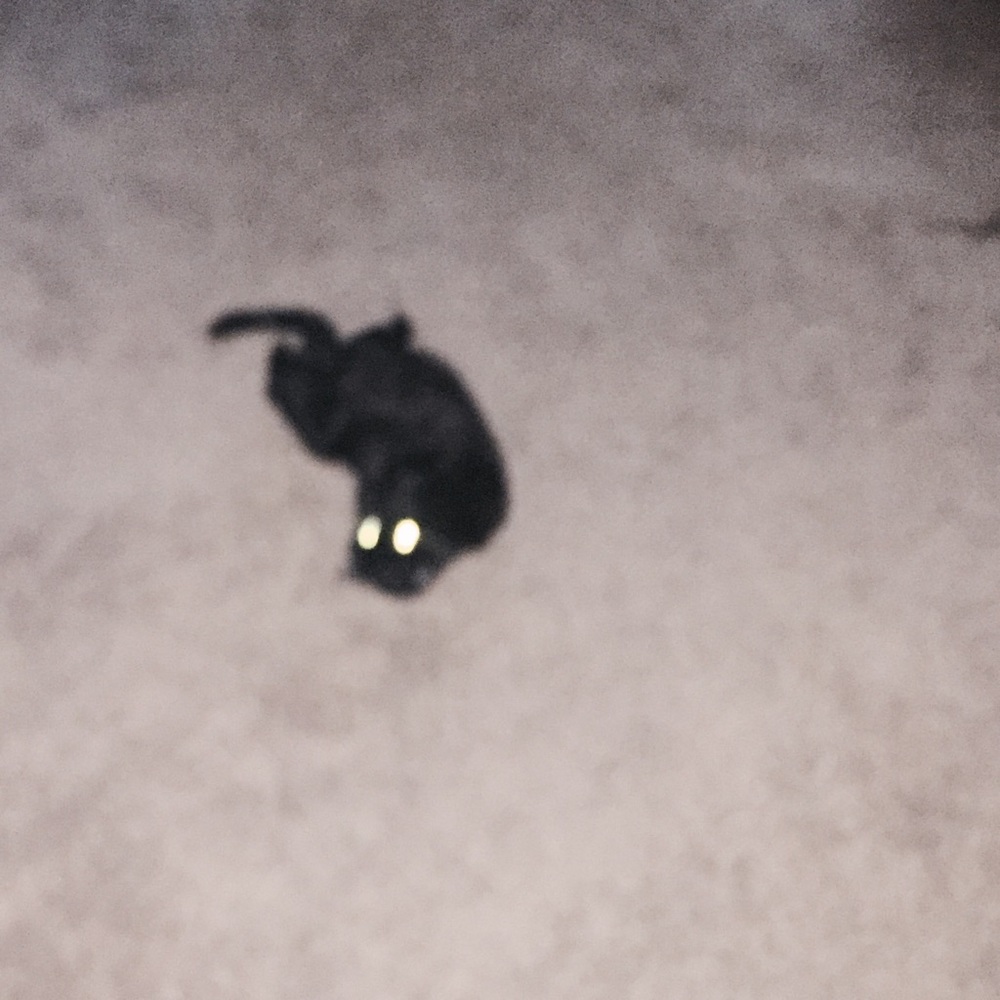 Meet your Posher, Carl