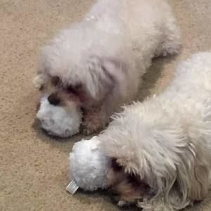 Meet your Posher, Maggie