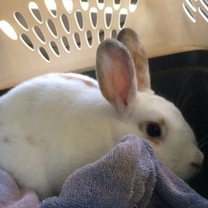 Meet your Posher, Spencer