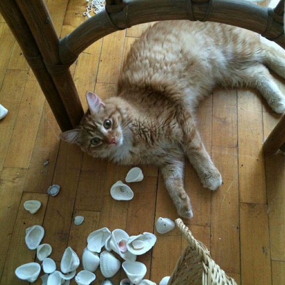 Meet your Posher, Margie - Picture 2 of 8