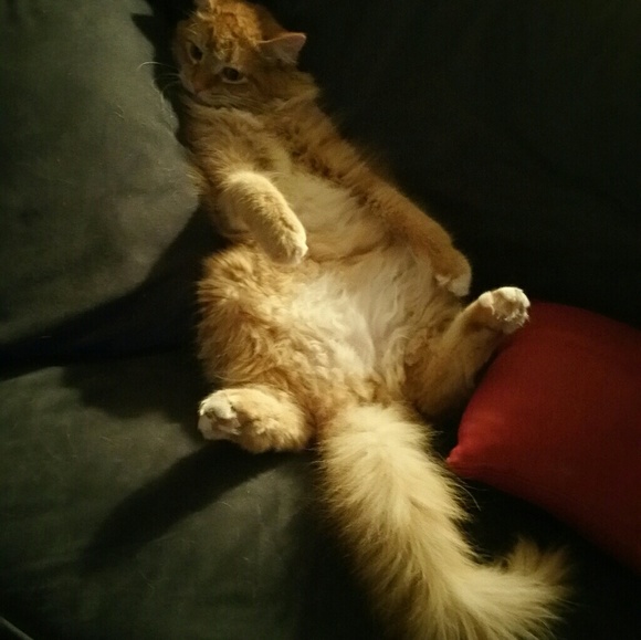 Meet your Posher, Margie - Picture 4 of 8