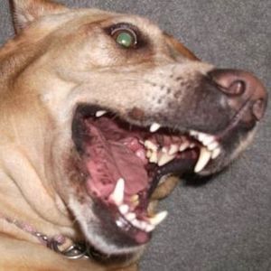 Meet your Posher, Arlene