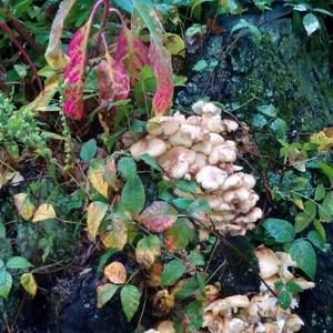 Meet your Posher, Paula