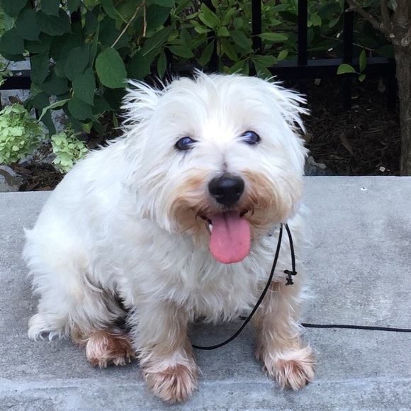 Meet your Posher, Mia - Picture 1 of 1