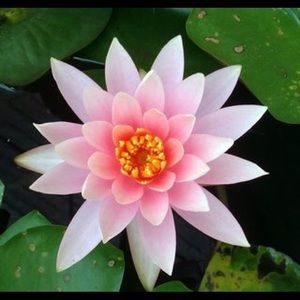 Meet your Posher, Tatiana