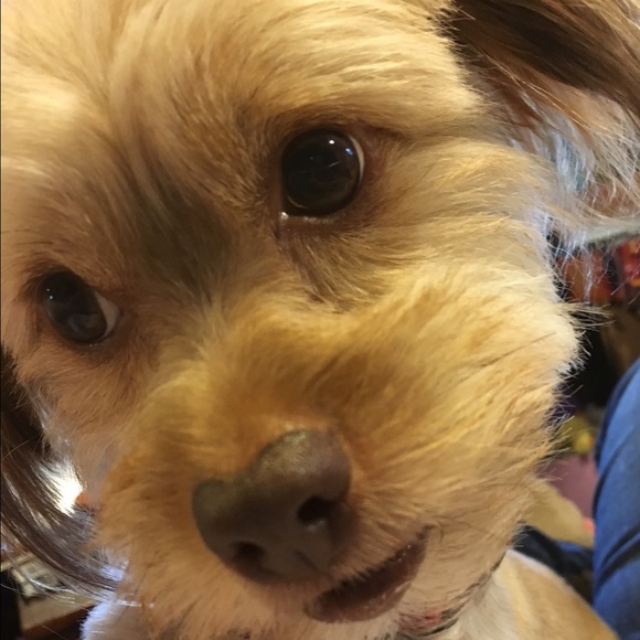 Meet your Posher, Carli - Picture 1 of 1