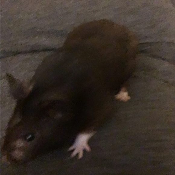 Meet your Posher, Cindy - Picture 3 of 4