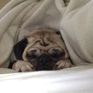 Meet your Posher, Suzanne