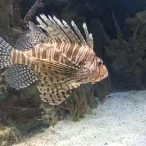 Meet your Posher, Madeline