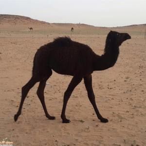 Meet your Posher, Arabi